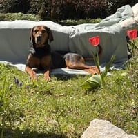 Brisa - sehr guter Charakter, Hündin zur Adoption