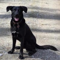 GRISHA- Handicap Hund sucht Zuhause, Hund zur Adoption