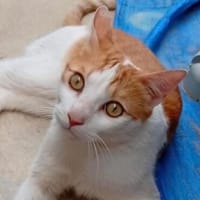 Super lieber Quino, Kater zur Adoption