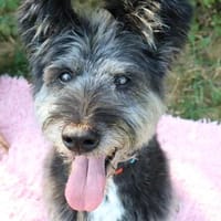 Kinderliebe Schnauzermixseniorin Flori sucht Familie, Hündin zur Adoption