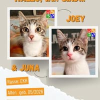 Juna u. Joey, Kater zur Adoption