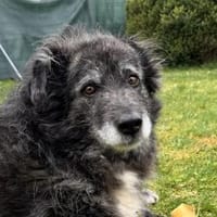 Tigro - wartet in 21745 Hemmoor, Hund zur Adoption