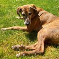 Romeo - NOTFALL in 78315 Radolfzell, Hund zur Adoption