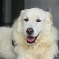 Augusto - wartet in 59174 Kamen, Hund zur Adoption