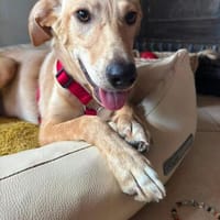 Süße Angelina (Lina) sucht Lebensplatz, Hündin zur Adoption
