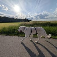 Suzy,Herz auf 4 Pfoten sucht hr Zuhause, Hündin zur Adoption