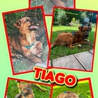 aufgeweckter Welpenjunge Tiago auf PS in 80686, Hund zur Adoption