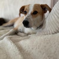 Hübsche Anya sucht Für-Immer-Zuhause, Hündin zur Adoption