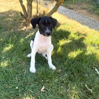 Robbie ein Schmusebärchen, Hund zur Adoption