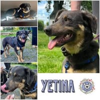 YETINA * Vertrauen wächst, Besonderes entsteht, Hündin zur Adoption
