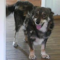 Jack braucht ganz besondere Menschen, Hund zur Adoption