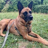 Sanft und Sozial 💜 Violeta - bereits in Deutschland, Hündin zur Adoption
