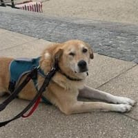 Treue Hundeseele Silvana, Hündin zur Adoption
