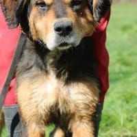 Brad - verschmust u. zutraulich, Hund zur Adoption