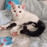 BOUNTY chez sandrine, chat à adopter