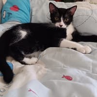 BAYA chez sandrine, chatte à adopter
