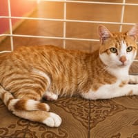 Oxbow, chat à adopter