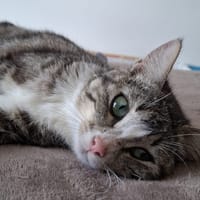 PEWKA, chatte à adopter