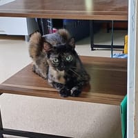 Urania, chatte à adopter