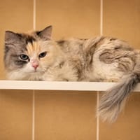 Sucrette, chatte à adopter