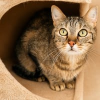 Shadow, chat à adopter