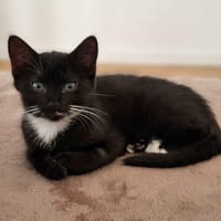 SAYUP, chatte à adopter