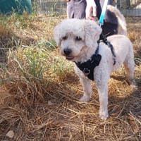 ALFRED, chien à adopter