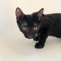 POULPE, chatte à adopter