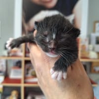 OLIVE, chatte à adopter