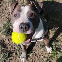 KIRA, chienne à adopter