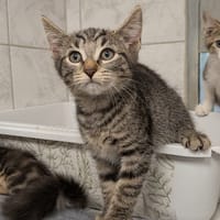 MARY, chatte à adopter