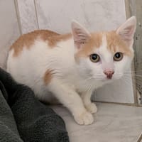 ROUCKY, chat à adopter