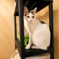 Olympe, chatte à adopter