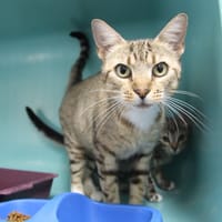 ALICE, chatte à adopter