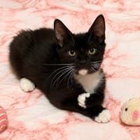 OSLO, chat à adopter