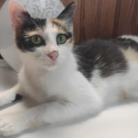 SUSHI, chatte à adopter