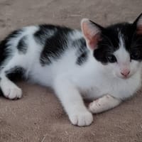 VODADA, chatte à adopter