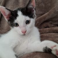SBAGLIU, chat à adopter