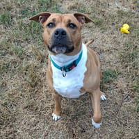 KALLY, chienne à adopter
