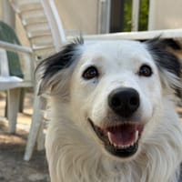 TRALALA, chienne à adopter