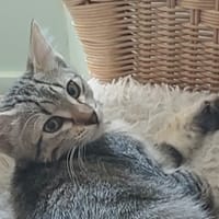 DAPHNEE PAB28769 en duo avec COLIN PAB28768, chatte à adopter
