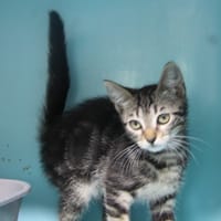 REMY, chat à adopter