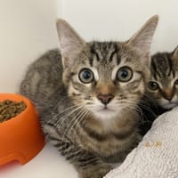 BARRY, chat à adopter