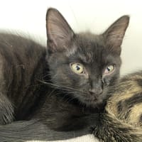 BRUME, chatte à adopter
