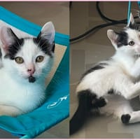 Gribiche, chat à adopter