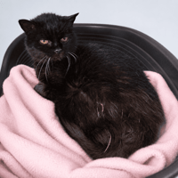 CHIC QCT, chatte à adopter