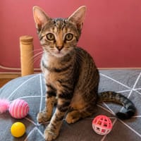 KALI, chatte à adopter