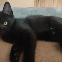 SAKURA, chatte à adopter