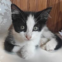HANA, chatte à adopter