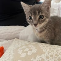 CASKETTE, chatte à adopter